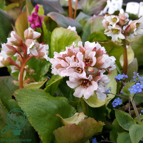 Bergenia hybrid 'Bressingham White', Kæmpe-Stenbræk