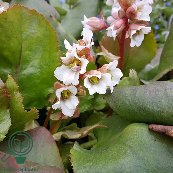 Bergenia hybrid 'Bressingham White', Kæmpe-Stenbræk