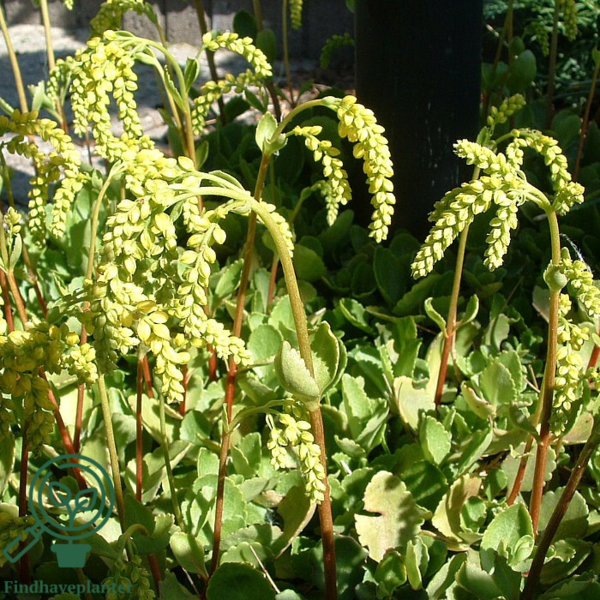 Chiastophyllum oppositifolium, Stenhøjsguldregn