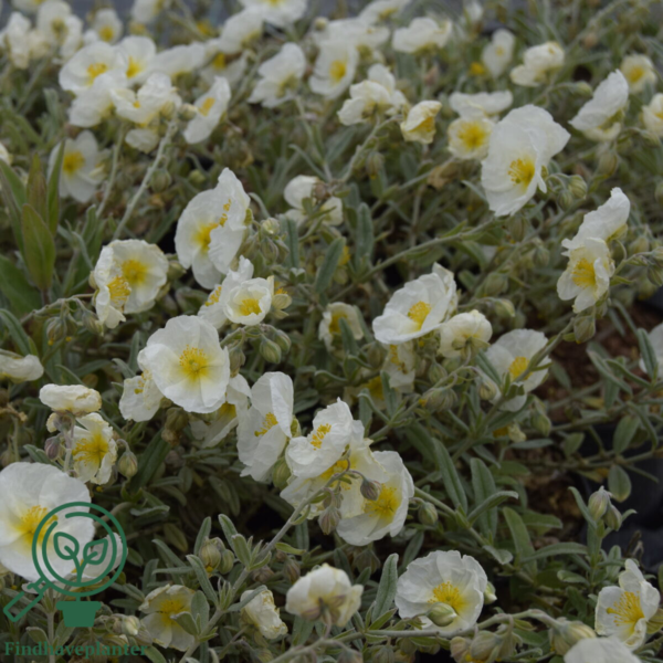 Helianthemum hybrid 'The Bride', Soløje
