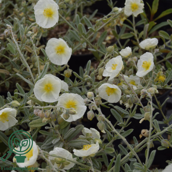 Helianthemum hybrid 'The Bride', Soløje