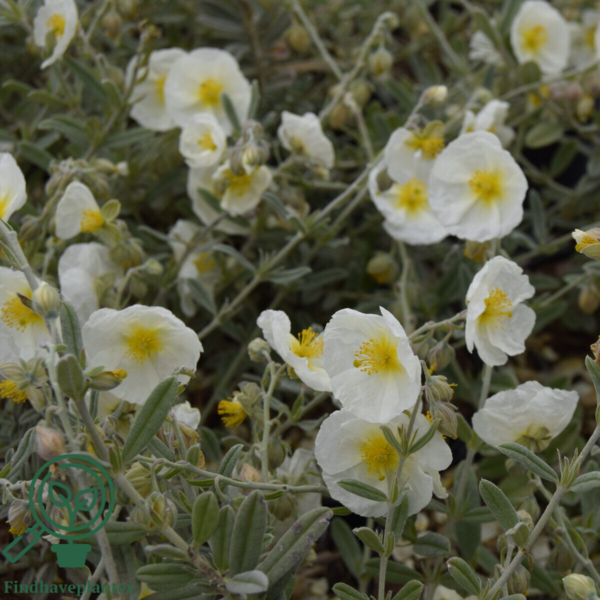 Helianthemum hybrid 'The Bride', Soløje