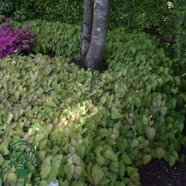 Epimedium perralchicum 'Frohnleiten', Bispehue