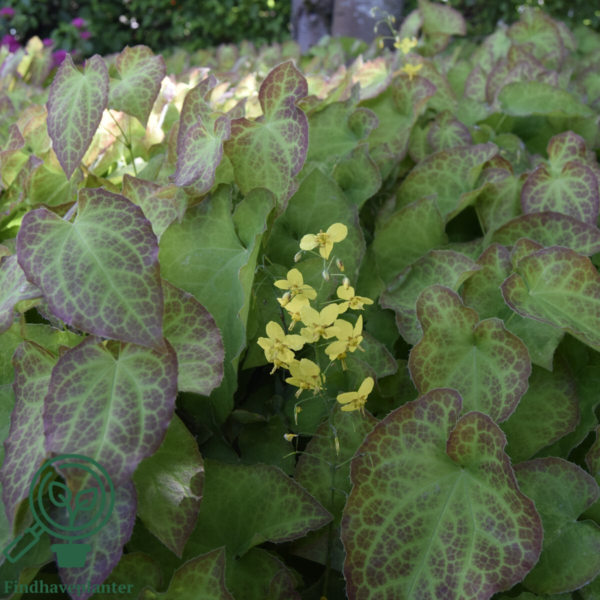 Epimedium perralchicum 'Frohnleiten', Bispehue