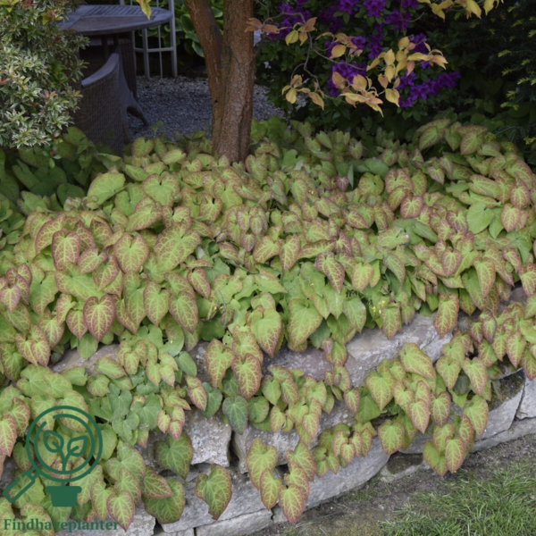 Epimedium perralchicum 'Frohnleiten', Bispehue