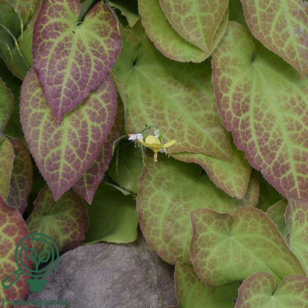 Epimedium perralchicum 'Frohnleiten', Bispehue