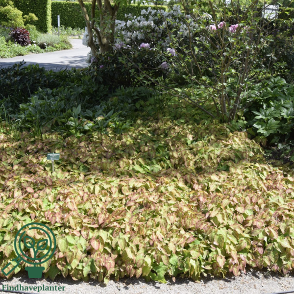 Epimedium perralchicum 'Frohnleiten', Bispehue