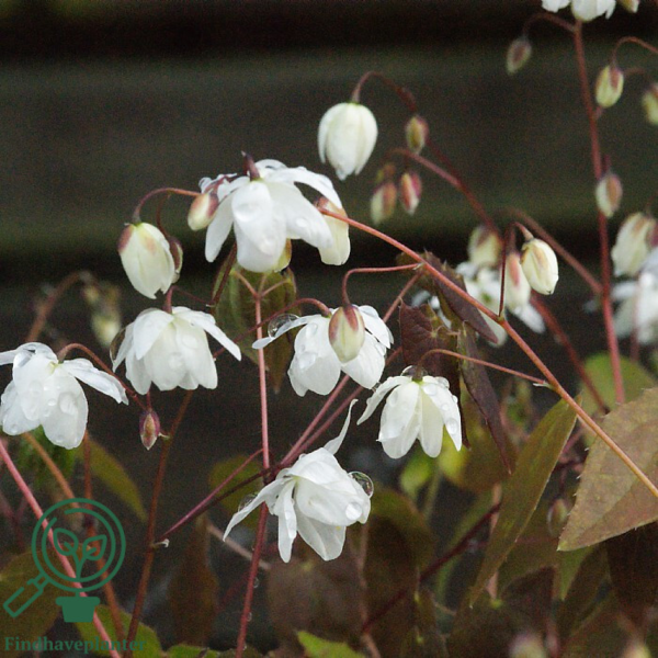 Epimedium youngianum 'Niveum', Bispehue