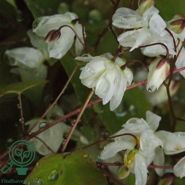 Epimedium youngianum 'Niveum', Bispehue