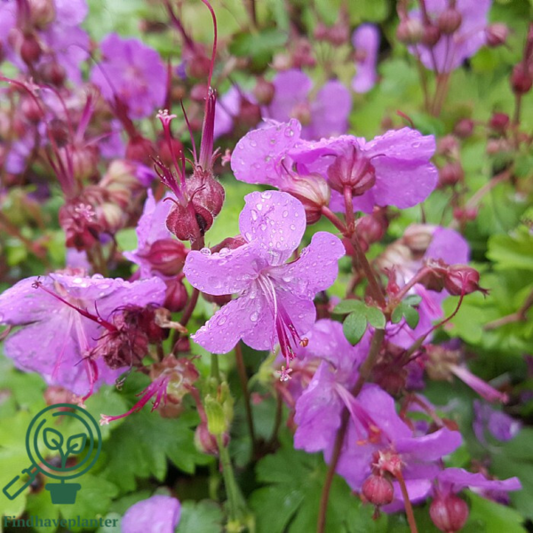 Geranium cantabrigiense 'Karmina', Storkenæb