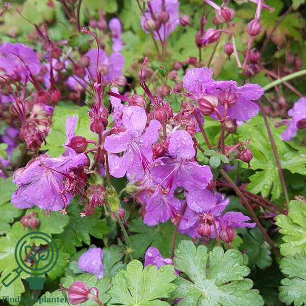 Geranium cantabrigiense 'Karmina', Storkenæb