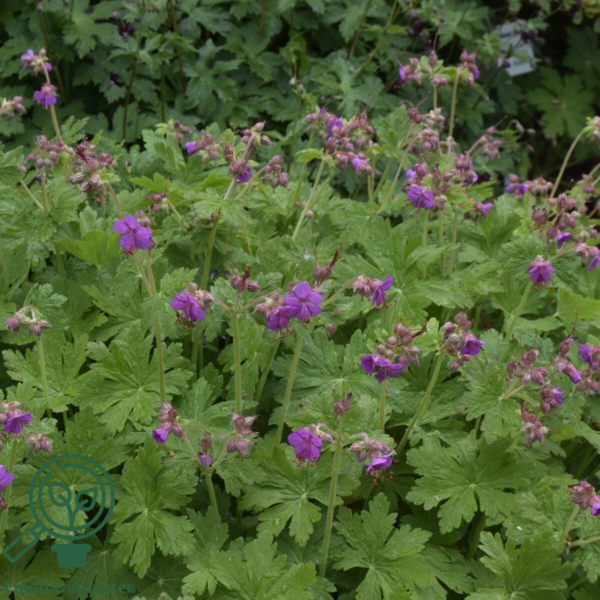 Geranium cantabrigiense 'Karmina', Storkenæb