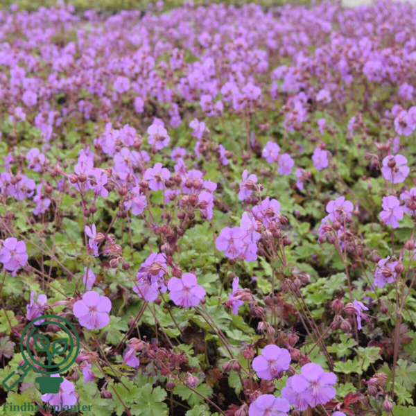 Geranium cantabrigiense 'Karmina', Storkenæb