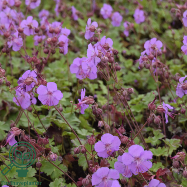 Geranium cantabrigiense 'Karmina', Storkenæb