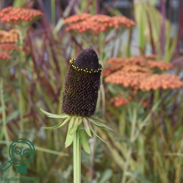 Rudbeckia occidentalis 'Green Wizzard', Nøgen solhat