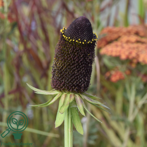 Rudbeckia occidentalis 'Green Wizzard', Nøgen solhat