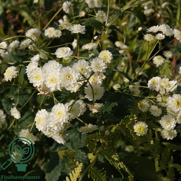 Ranunculus aconitifolius 'Pleniflorus', Sølvknap