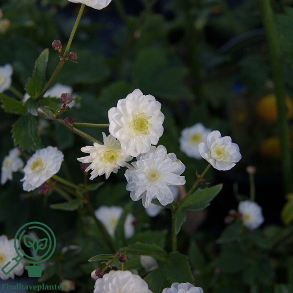 Ranunculus aconitifolius 'Pleniflorus', Sølvknap