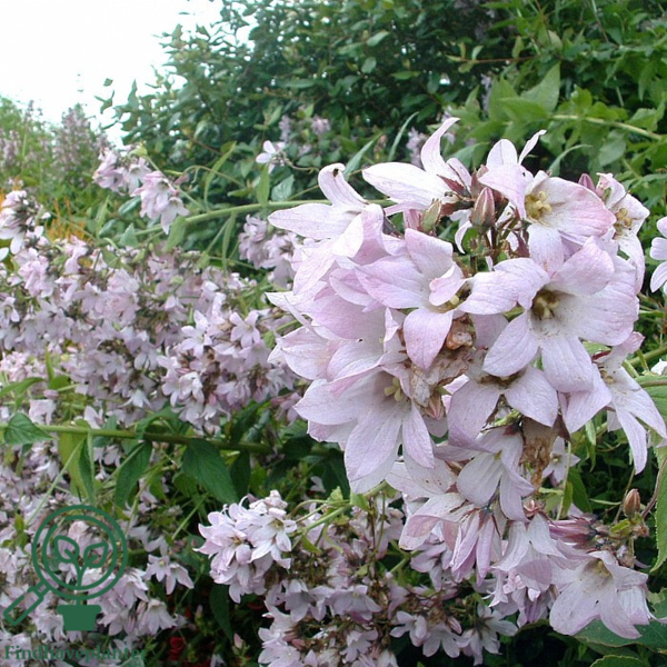 Campanula lactiflora 'Loddon Anna', Klokkeblomst