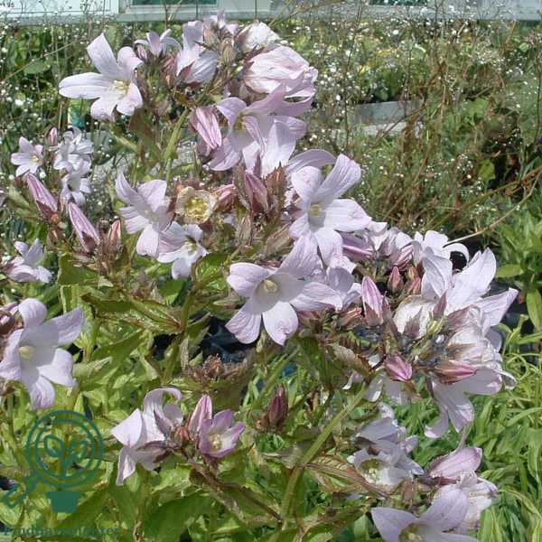 Campanula lactiflora 'Loddon Anna', Klokkeblomst