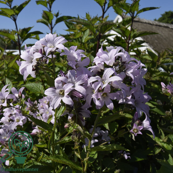 Campanula lactiflora 'Loddon Anna', Klokkeblomst
