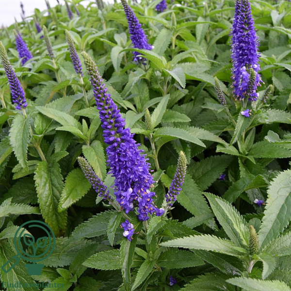 Veronica longifolia 'Blauriesin', Langbladet Ærenpris