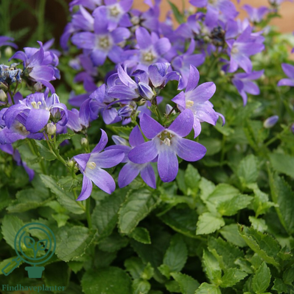 Campanula lactiflora 'Prichard's Variety', Klokkeblomst