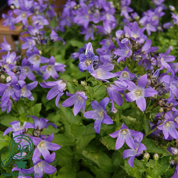 Campanula lactiflora 'Prichard's Variety', Klokkeblomst