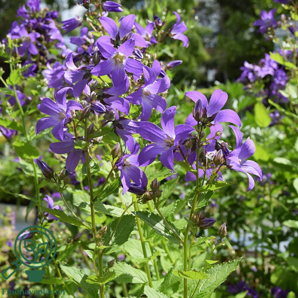 Campanula lactiflora 'Prichard's Variety', Klokkeblomst