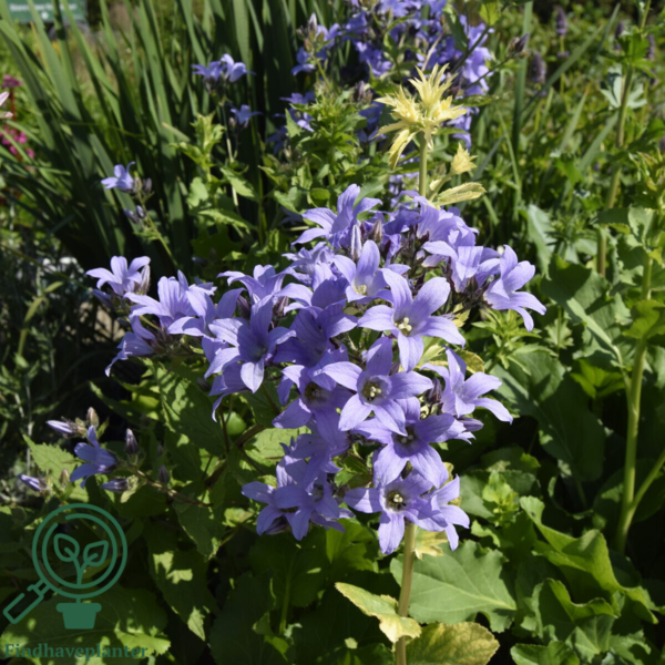 Campanula lactiflora 'Prichard's Variety', Klokkeblomst