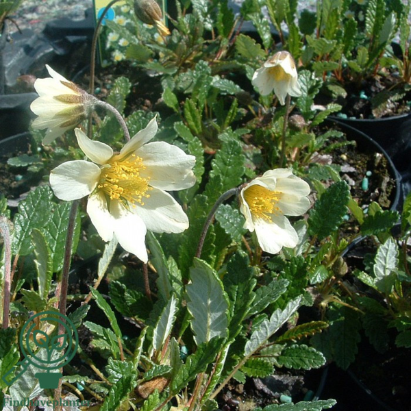 Dryas suendermannii, Rypelyng