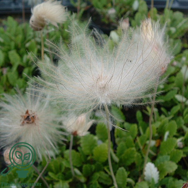 Dryas suendermannii, Rypelyng