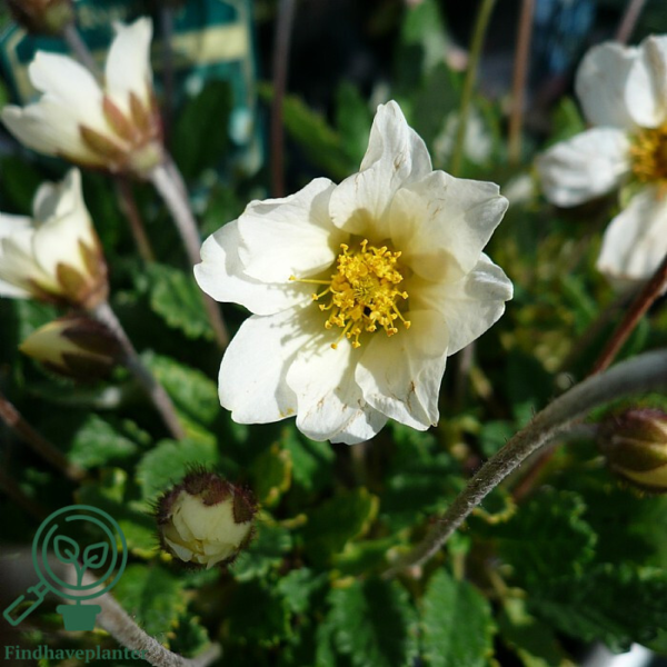 Dryas suendermannii, Rypelyng