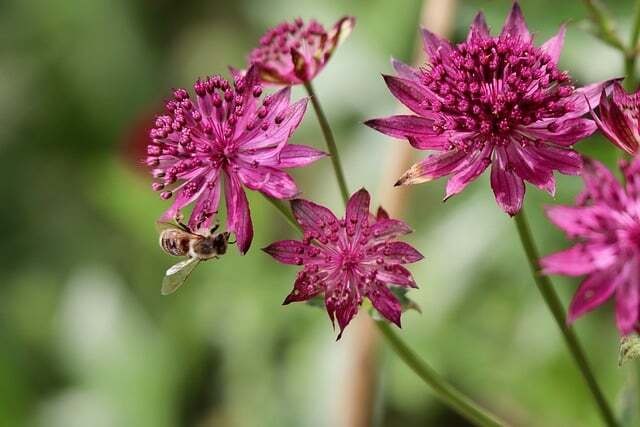 Astrantia major 'Rosensinfonie', Stjerneskærm