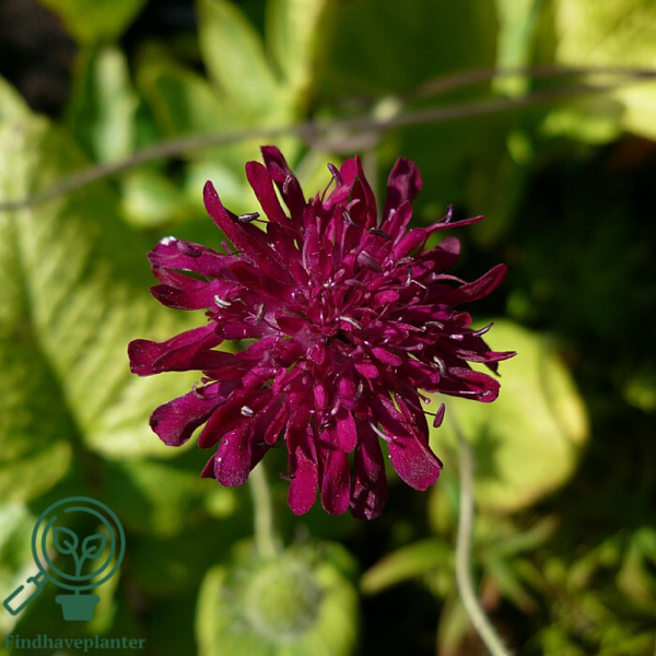 Knautia macedonica, Blåhat