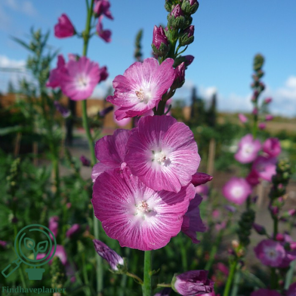 Sidalcea hybrid 'Partygirl'