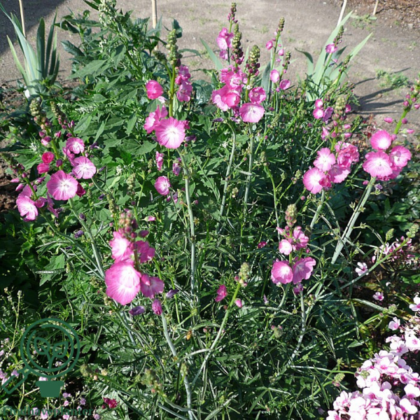 Sidalcea hybrid 'Partygirl'