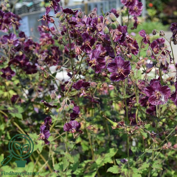 Geranium phaeum 'Samobor', Storkenæb