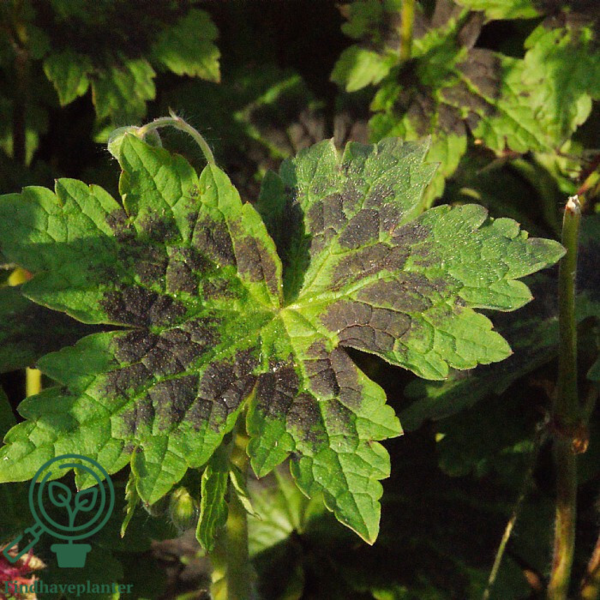 Geranium phaeum 'Samobor', Storkenæb