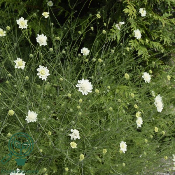 Scabiosa ochroleuca, Skabiose