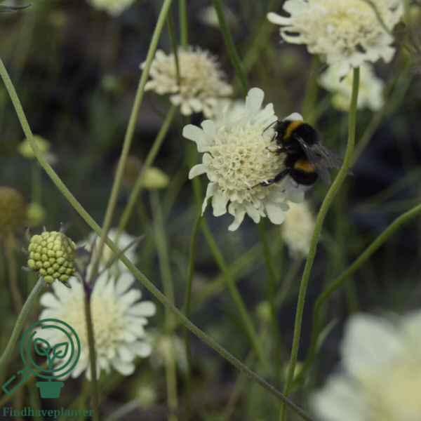 Scabiosa ochroleuca, Skabiose