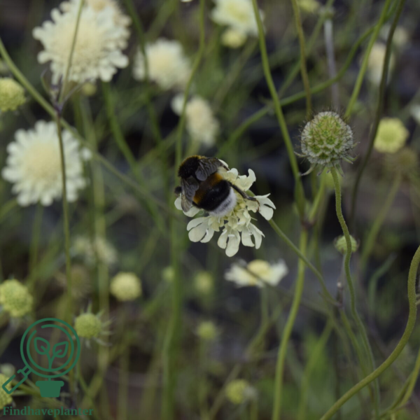 Scabiosa ochroleuca, Skabiose