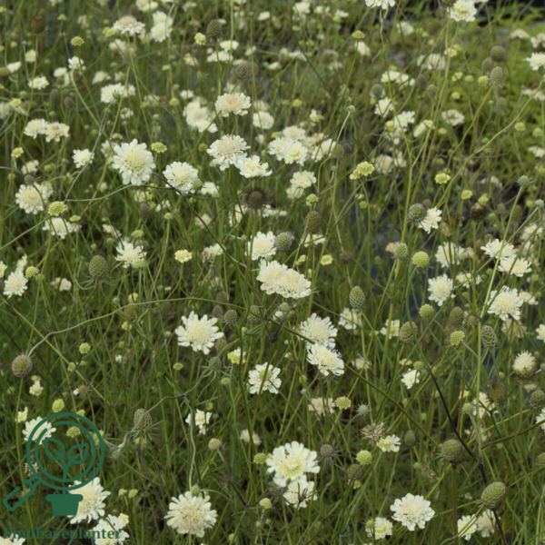 Scabiosa ochroleuca, Skabiose
