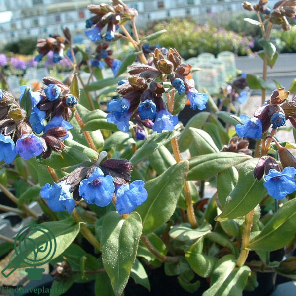 Pulmonaria angustifolia 'Azurea', Himmelblå lungeurt