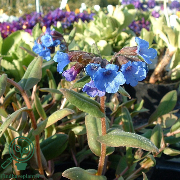 Pulmonaria angustifolia 'Azurea', Himmelblå lungeurt