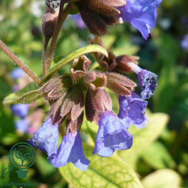 Pulmonaria angustifolia 'Azurea', Himmelblå lungeurt