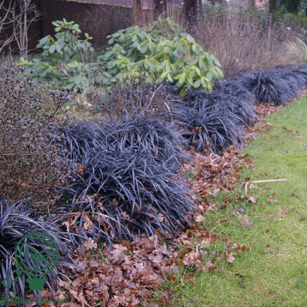 Ophiopogon planiscapus var. nigrescens, Slangeskæg