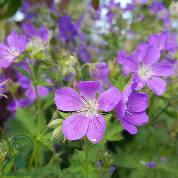 Geranium sylvaticum 'Mayflower', Storkenæb