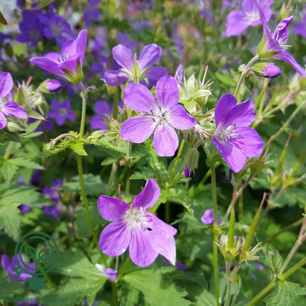 Geranium sylvaticum 'Mayflower', Storkenæb