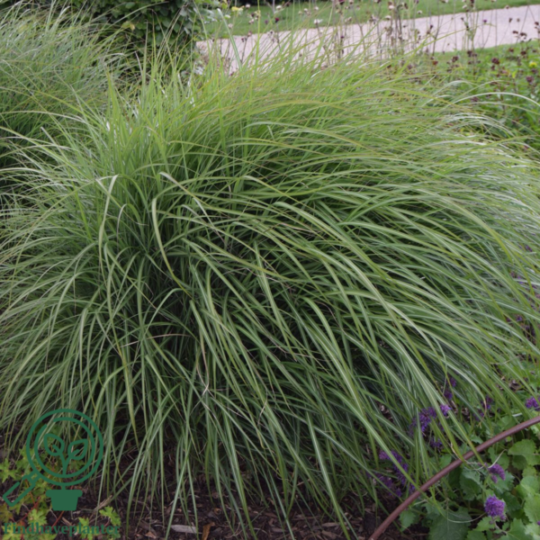 Miscanthus sinensis 'Yaku Jima', Kinesisk elefantgræs